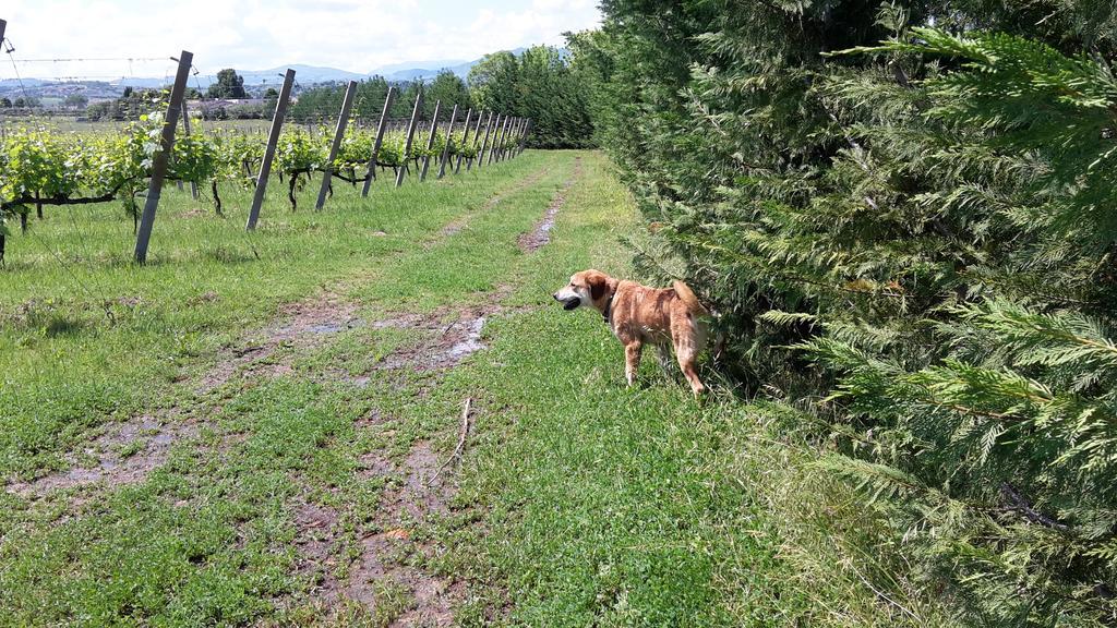 Agriturismo Case Mori Rimini Kültér fotó